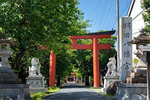 羽田八幡宮の朝市